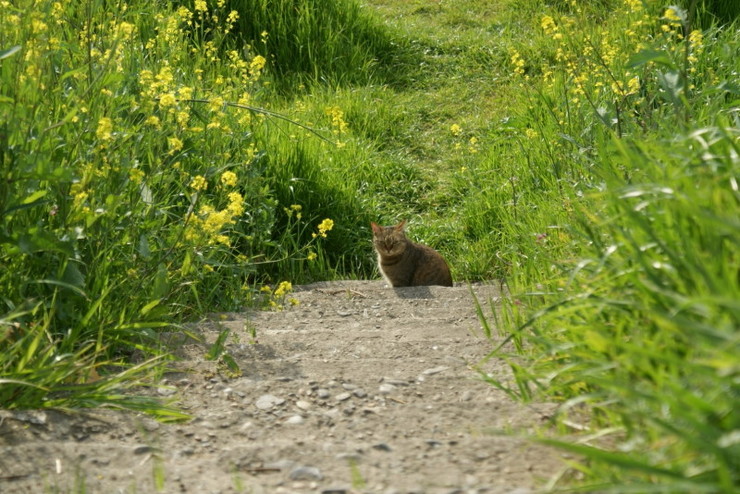 階段下の猫
