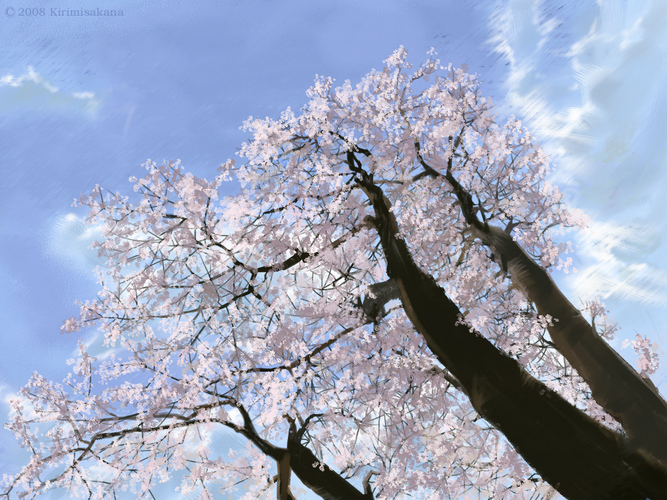 満開の午後桜【自作曲以外への使用不可】