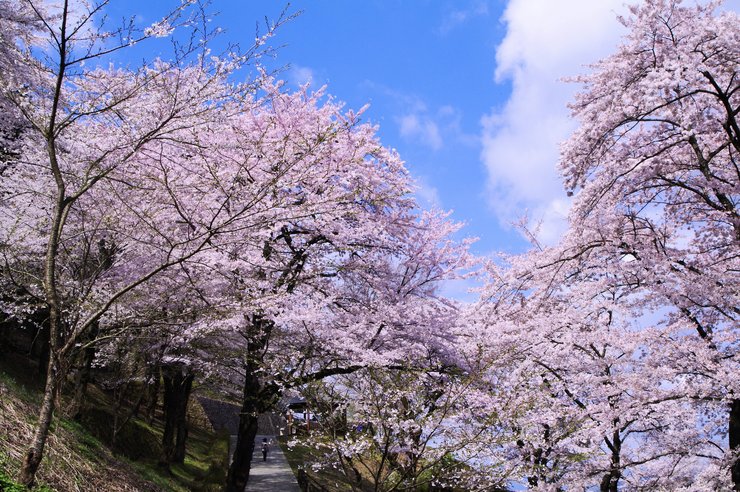 桜坂