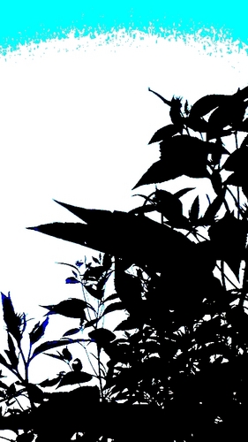 写真詰め。