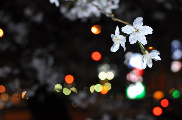 夜桜ぽつぽつ