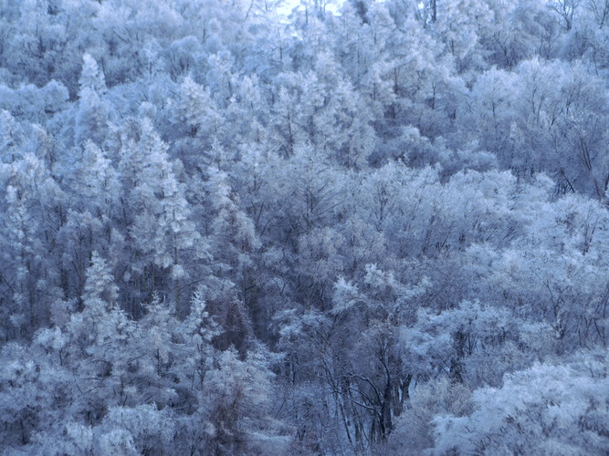 白き樹林