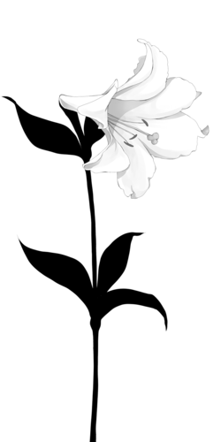百合