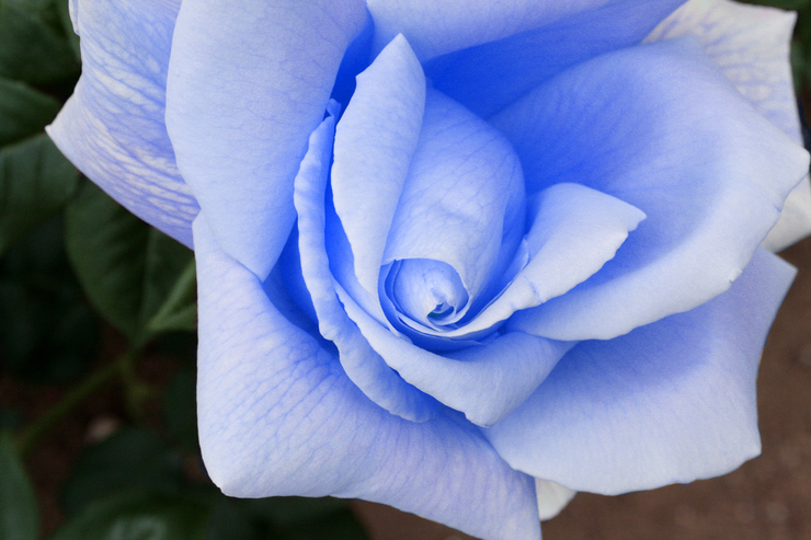 神の祝福 (薔薇ⅴ で遊んでみた)