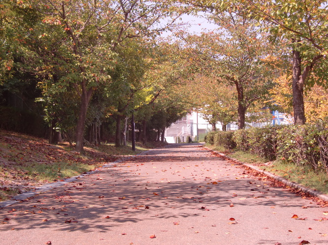 秋の散歩道