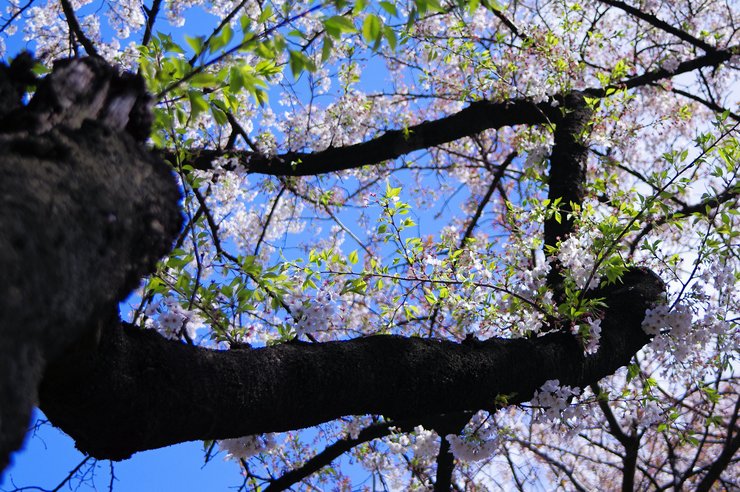 桜の空