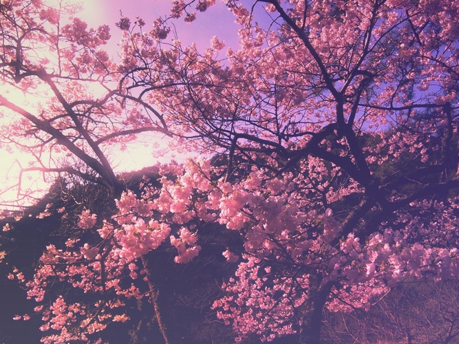 桜の季節