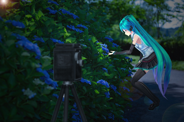 紫陽花撮影