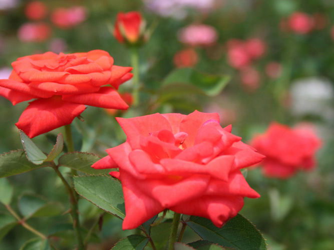 薔薇