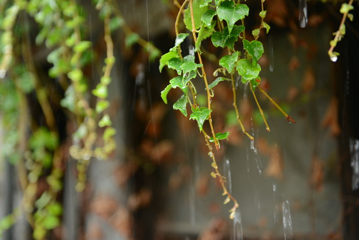 梅雨の雨と緑