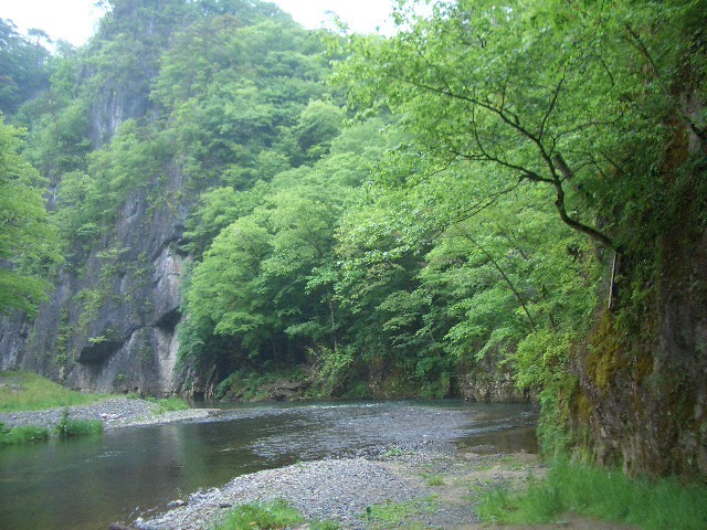 木と水(背景用)