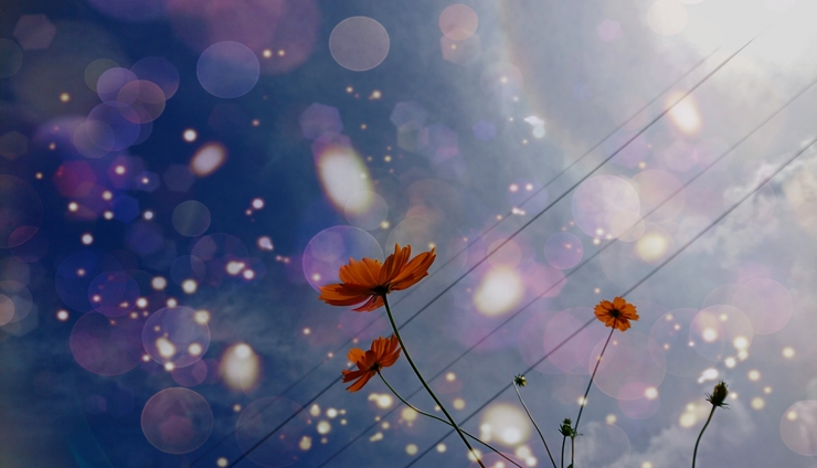 空仰グ秋桜