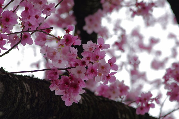 紅桜を見初めて