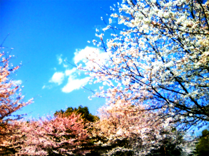 春を往く雲