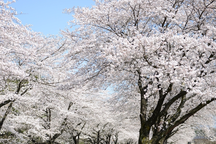 桜並木