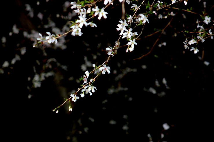 桜13