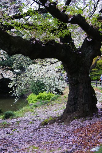 桜絨毯