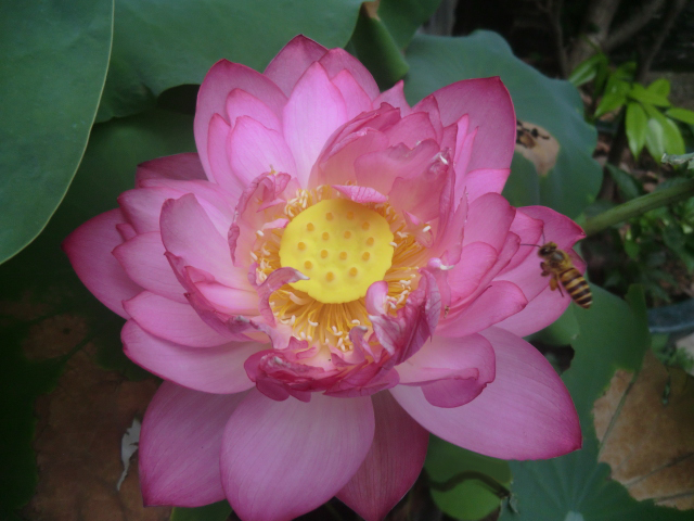 ハスの花