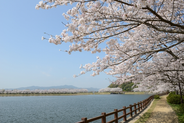 桜さくら
