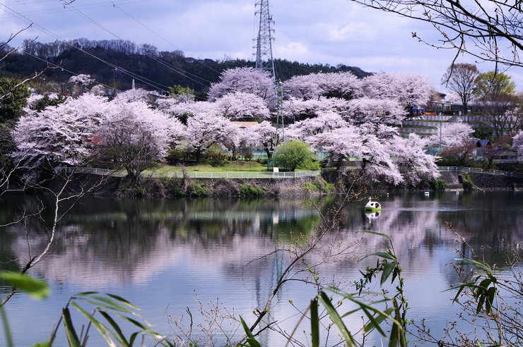 対岸の華
