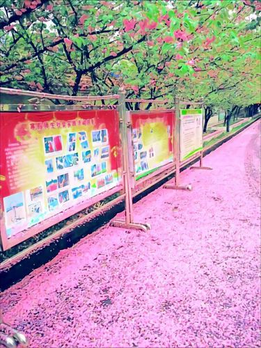 学校の桜