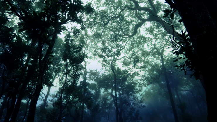 幽霊の森 / Ghostly Forest