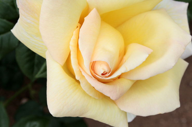 薔薇ⅴ