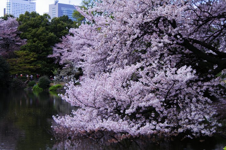 池に降る