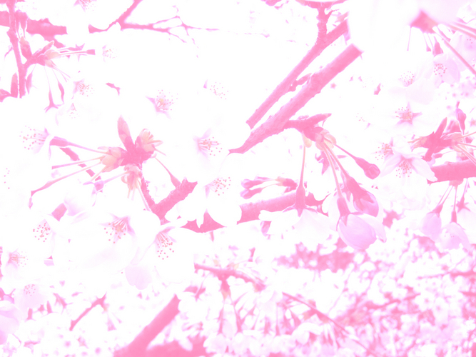 サクラ