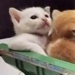 Kyou