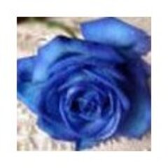 MyRoseBlue