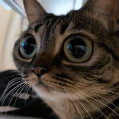 猫愛