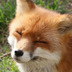 Vulpinox