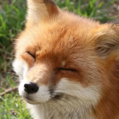 Vulpinox