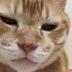 わにさん