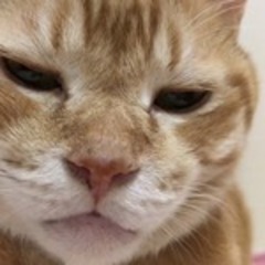 わにさん