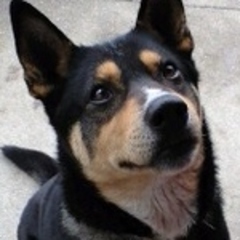 cat_dog