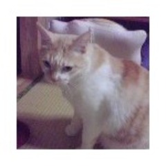 ふじぴ