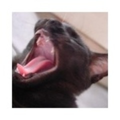 blackish_cat