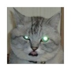 oui