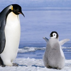 penguinnmz