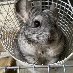 それーゆ