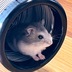 テリー