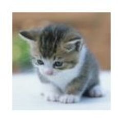 ばたこ