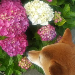 紫羅欄花