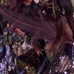 Ruino