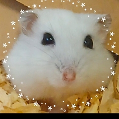 とうふ・ω・