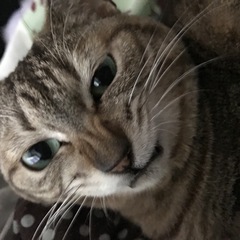 いぶき