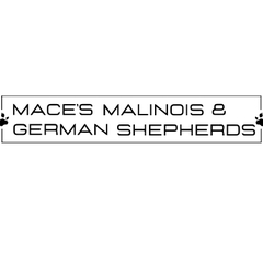 maces_malinois