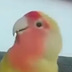 生足ぺろ子